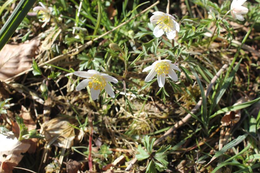 Billede fra BOGBINDING