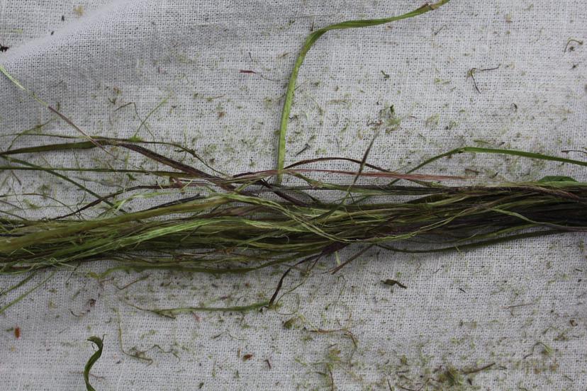 Billede fra BRÆNDENÆLDE FIBRE