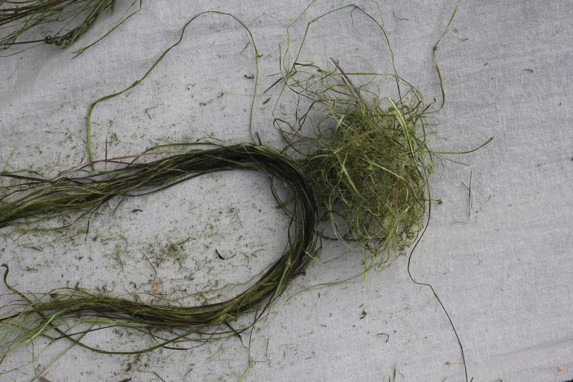 Billede fra BRÆNDENÆLDE FIBRE