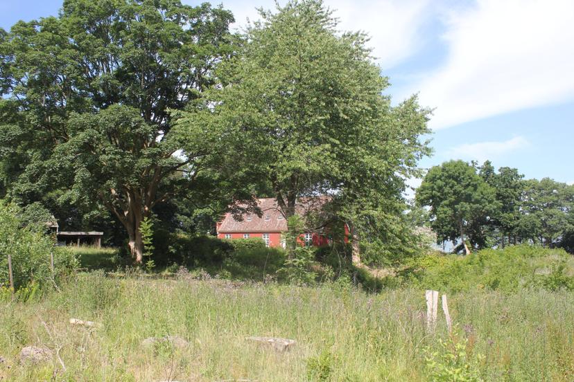 Billede fra SOMMER SOLHVERV