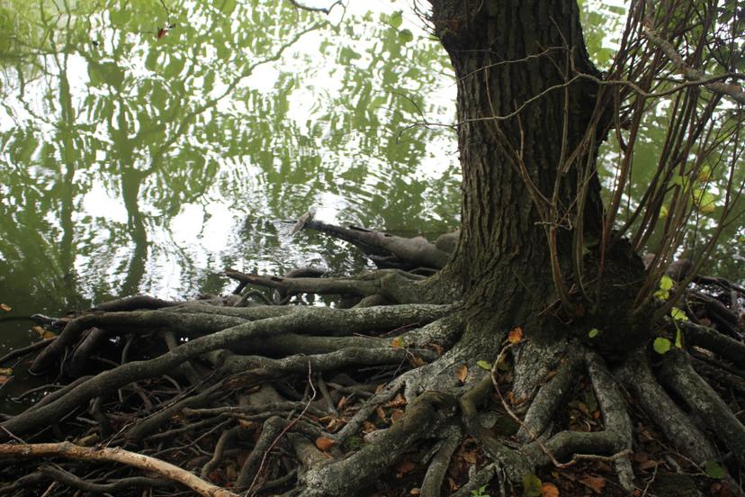 Billede fra EARTH WEAVERS GATHERING