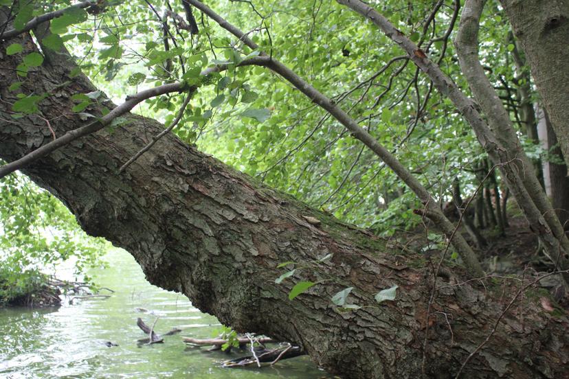 Billede fra EARTH WEAVERS GATHERING