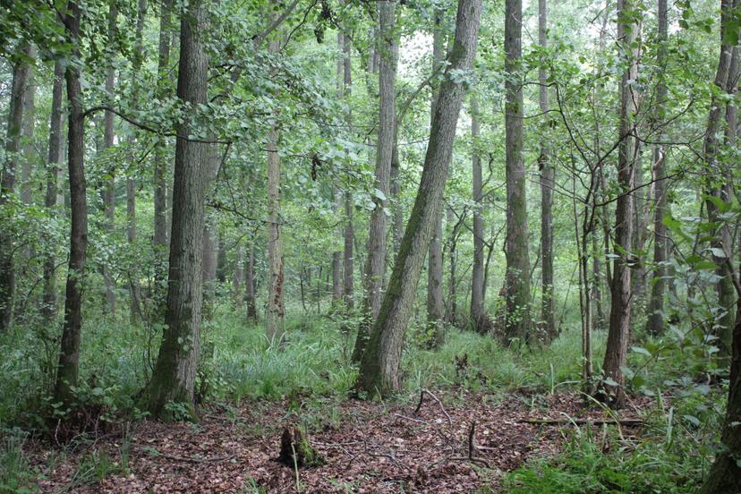 Billede fra EARTH WEAVERS GATHERING